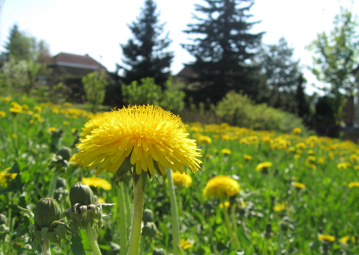 Gelb ist der Frühling