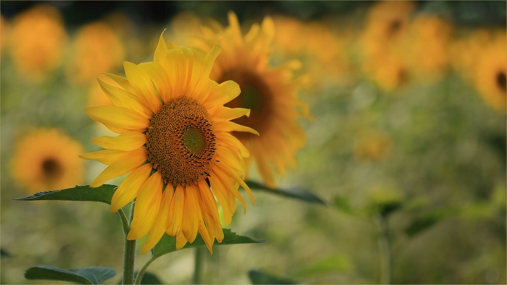 Gelb ist der Sommer