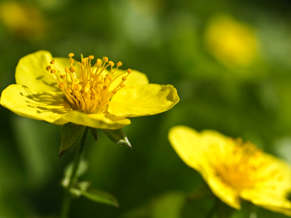 Gelb ist der Sommer