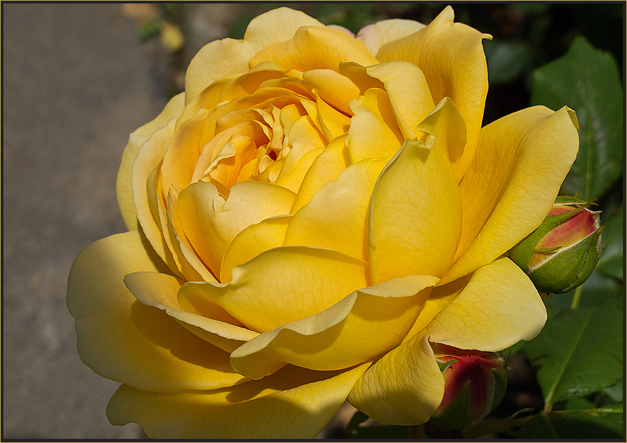 Gelb ist die Farbe der Freude Foto & Bild  emotionen, freude, blumen Bilder auf fotocommunity