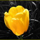 "Gelb" ist die Tulpe