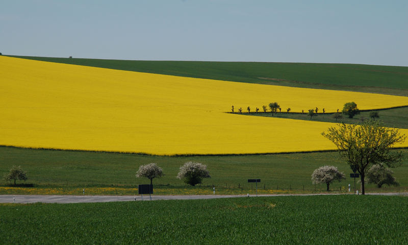 Gelb ja gelb sind alle meiner Felder....