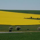 Gelb ja gelb sind alle meiner Felder....