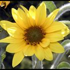 GELB - Kleine Sonnenblume