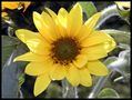 GELB - Kleine Sonnenblume von Matthias Rohmann
