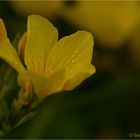 Gelb-Lein (Linum flavum)