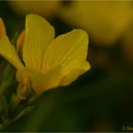 Gelb-Lein (Linum flavum)