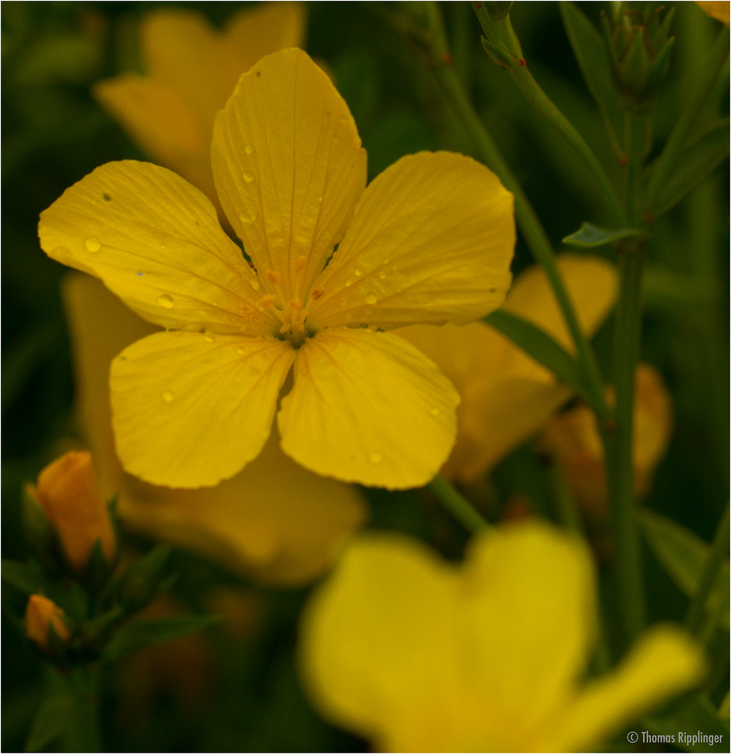 Gelb-Lein (Linum flavum)