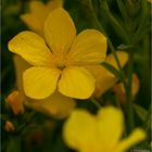 Gelb-Lein (Linum flavum)