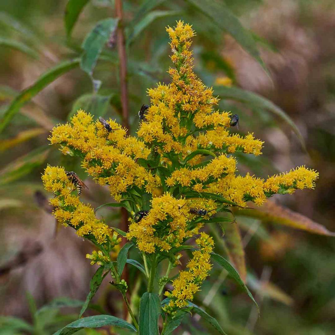 Gelb lockt Insekten