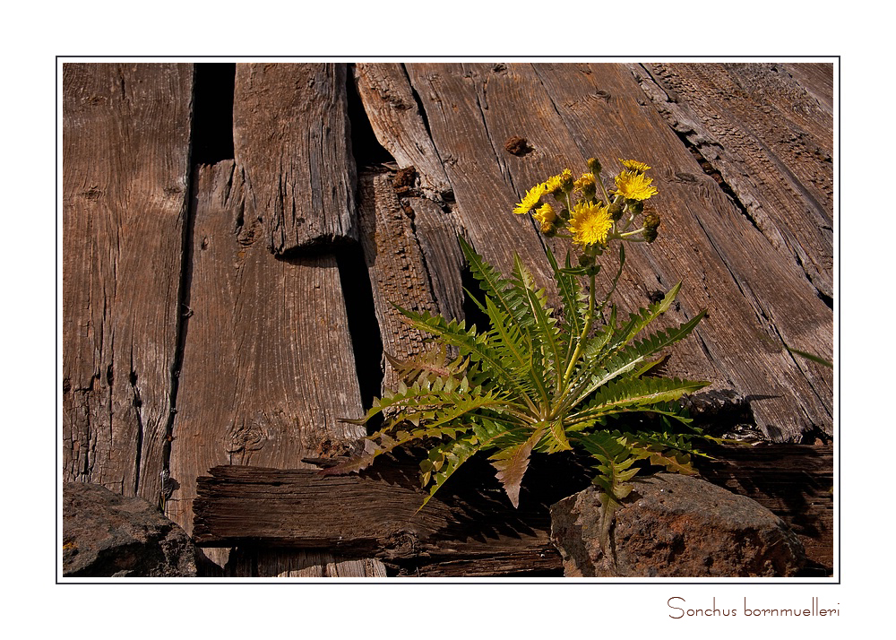 GELB--- Lust auf Frühling