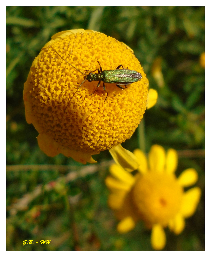 Gelb mit Besuch ........