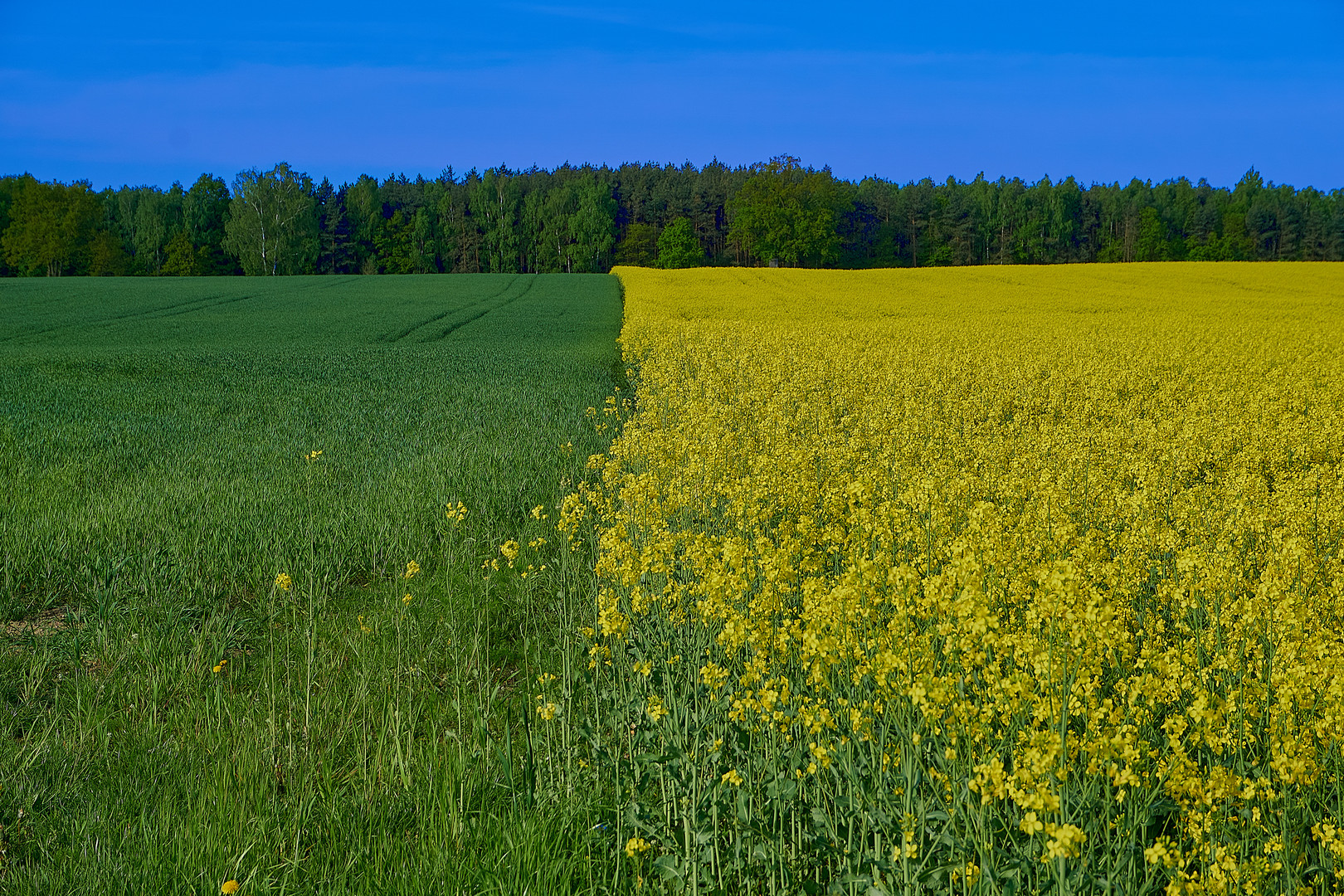 Gelb mit Blau wird Grün