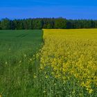 Gelb mit Blau wird Grün