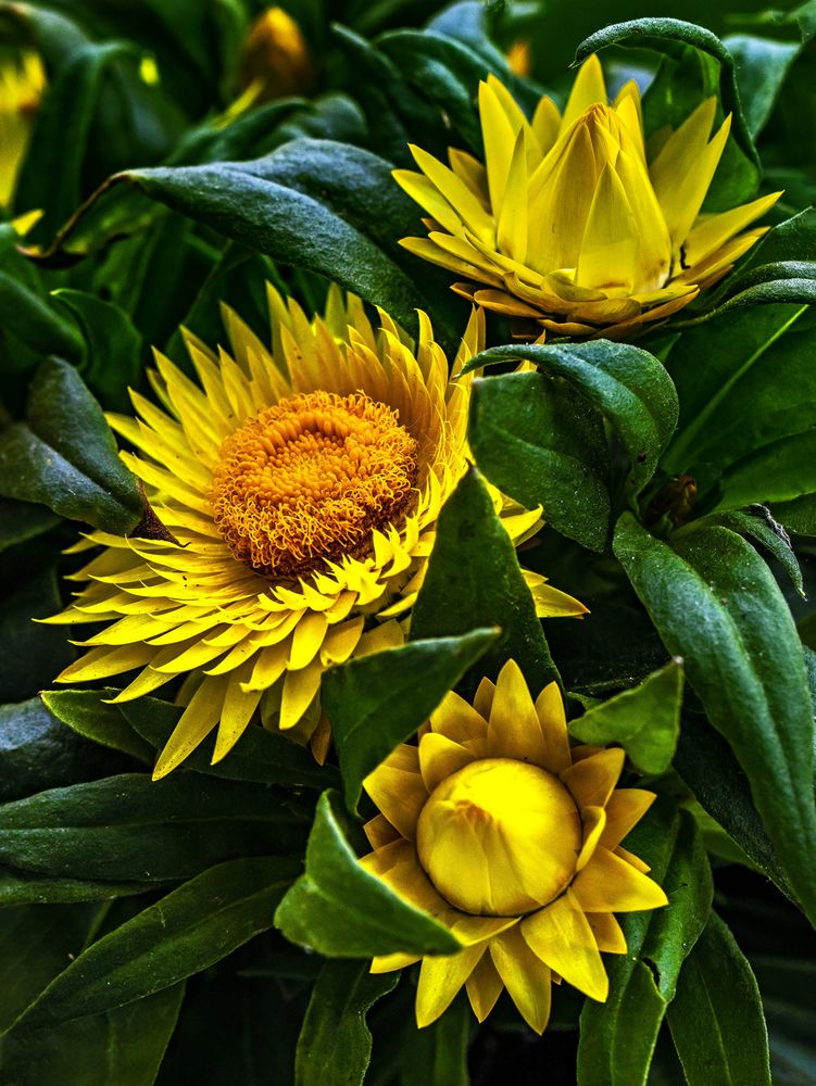 Gelborange GartenStrohblume Foto &amp; Bild sommer, natur