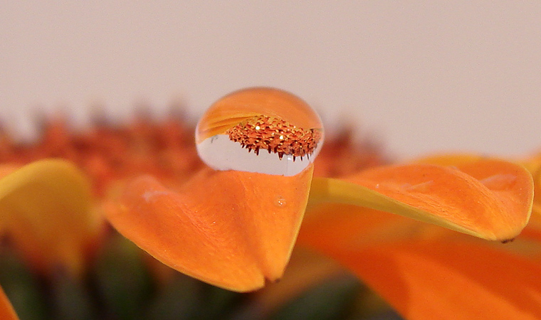 Gelb-orange Gerbera m. Tropfen