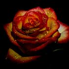 Gelb-orange Rose