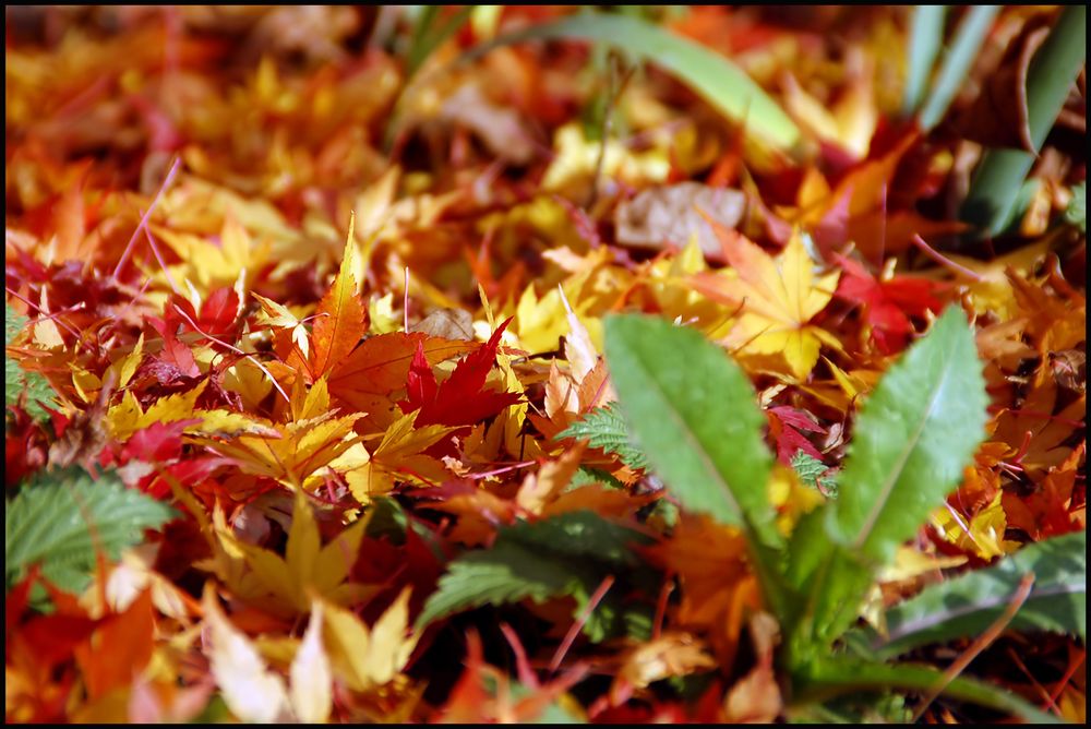 gelb - orange - rot - grün