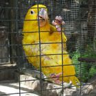 gelb Papagei klettern