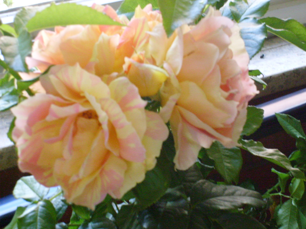 Gelb, pinke Rose