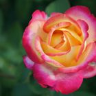 Gelb Rosa Rose