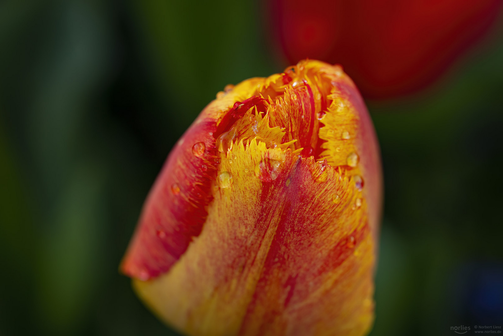 Gelb-rot gestreifte Tulpe