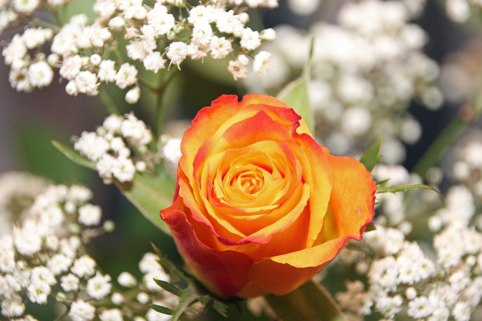 Gelb-Rote Rosenblüte im Schleierkraut