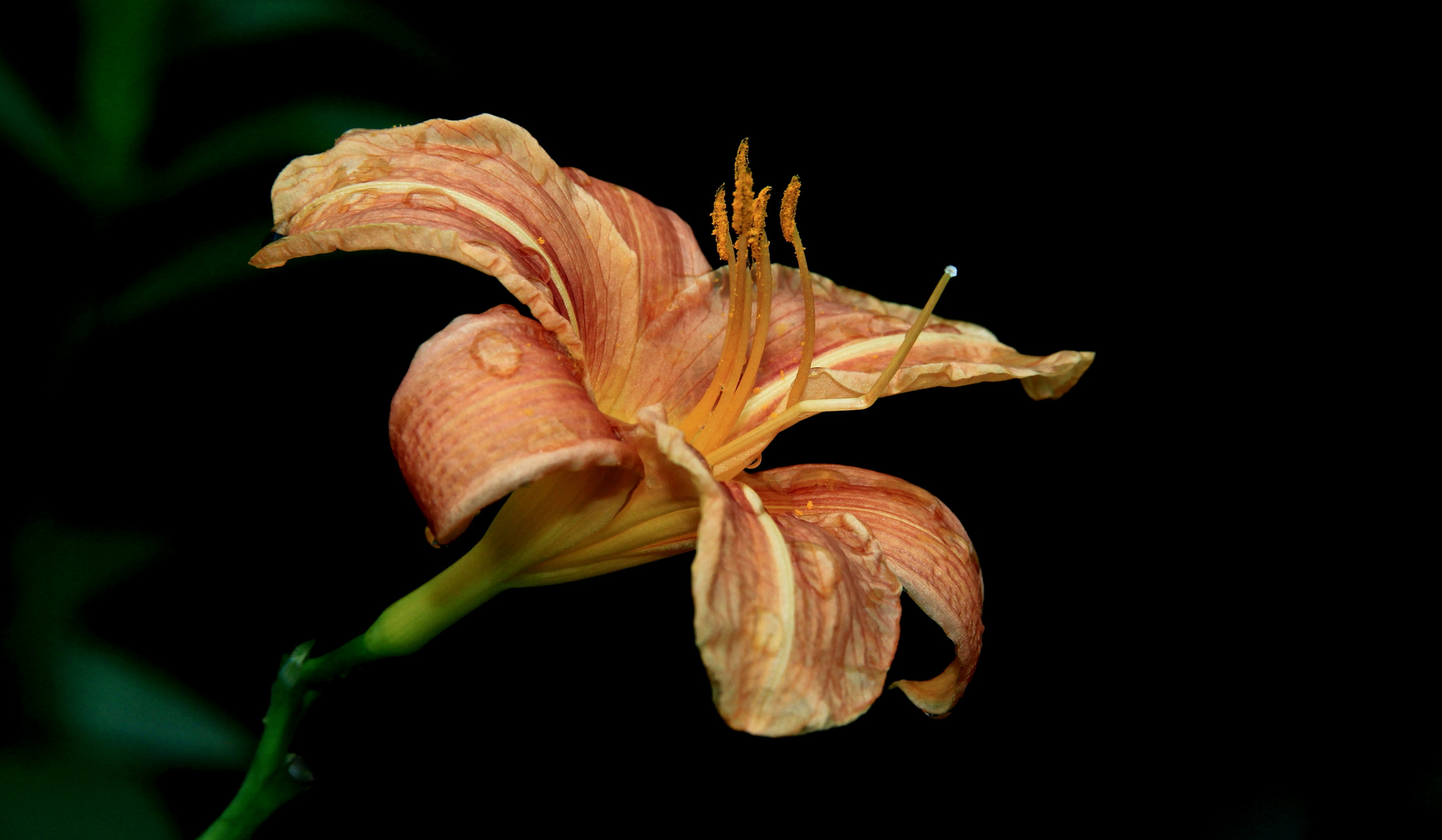 Gelb-rote Taglilie (Hemerocallis fulva)