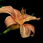 Gelb-rote Taglilie (Hemerocallis fulva)