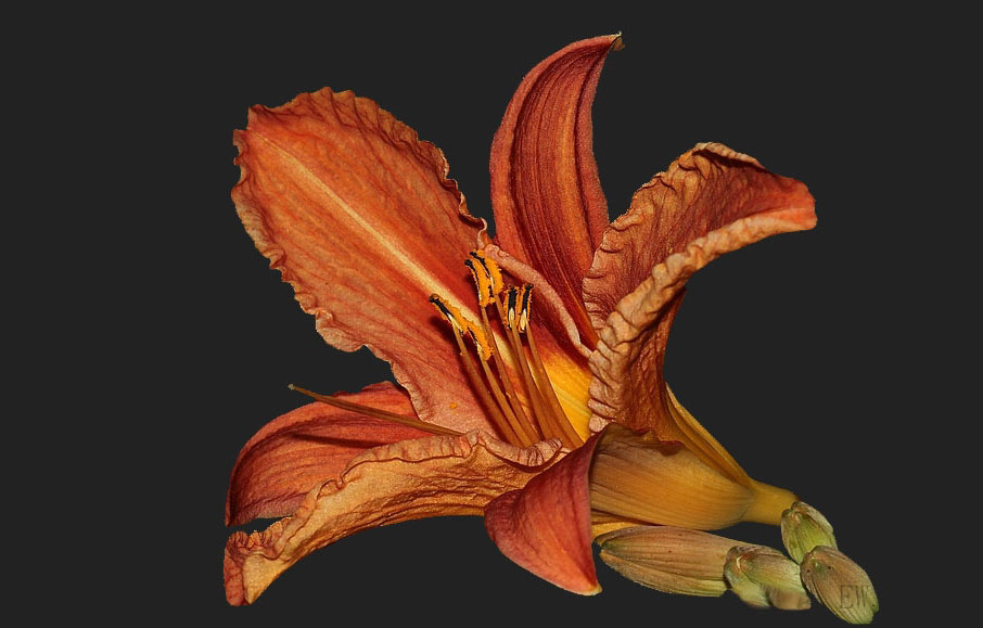 gelb-rote Taglilie (Hemerocallis fulva)... (2)