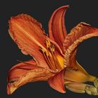 gelb-rote Taglilie (Hemerocallis fulva)... (2)