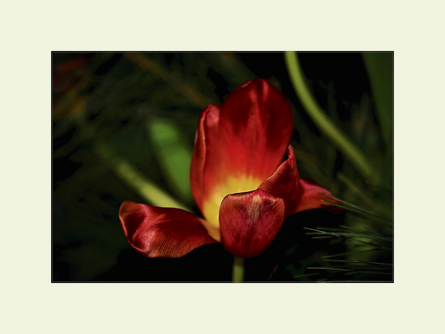 gelb-rote Tulpe
