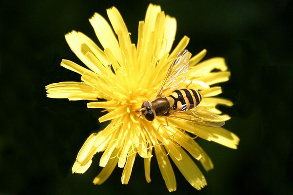 Gelb, Schwarz, Gelb, Gelb, Schwarz, Gelb, .....