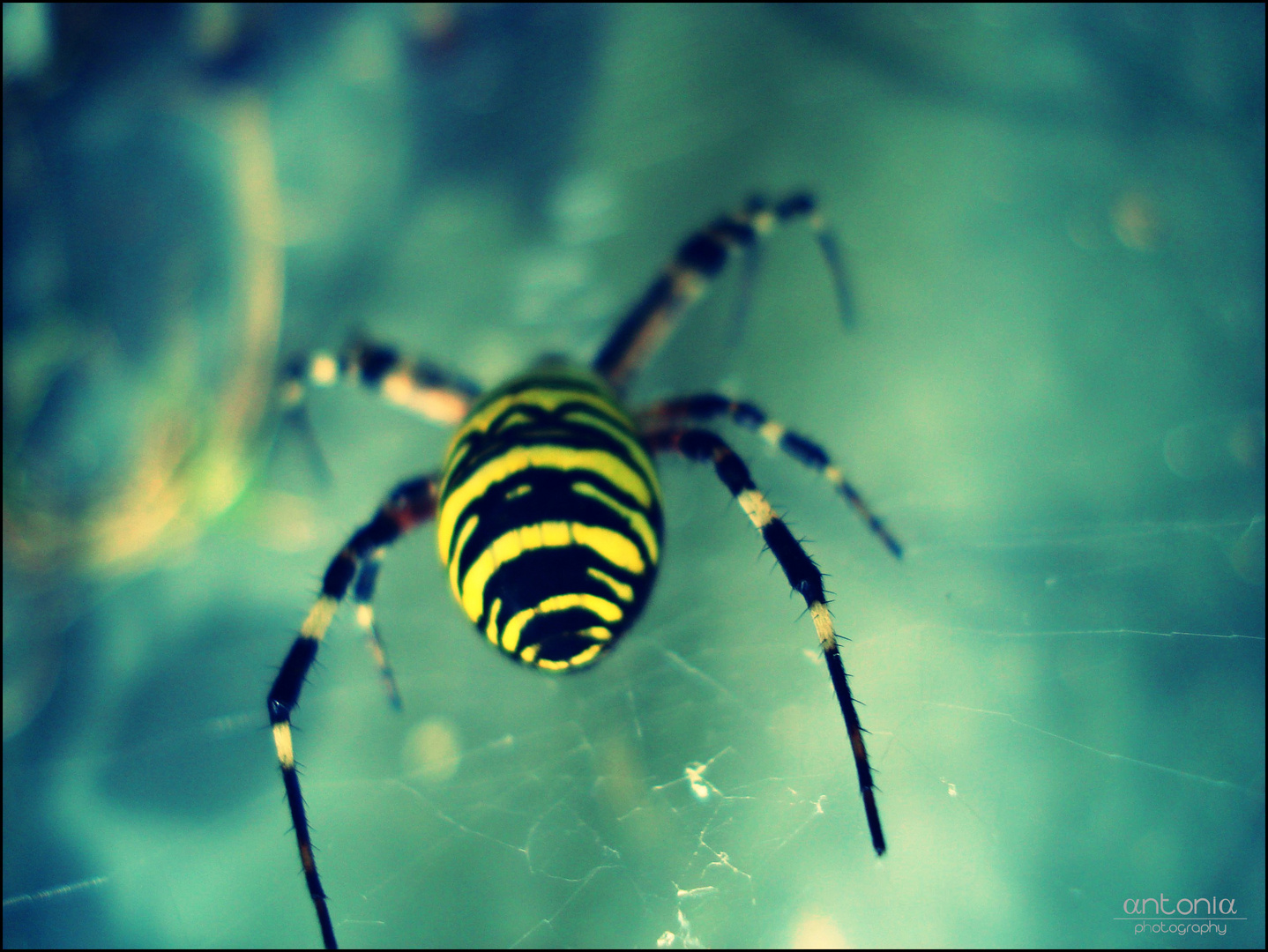 gelb-schwarze Spinne