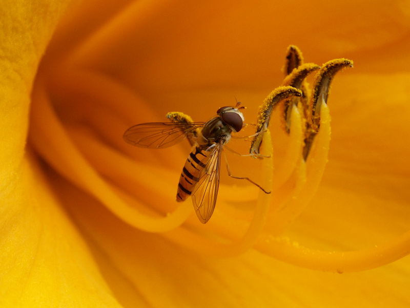 Gelb: Sommer - Sonne - Erinnerung........