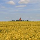 Gelb, soweit das Auge reicht