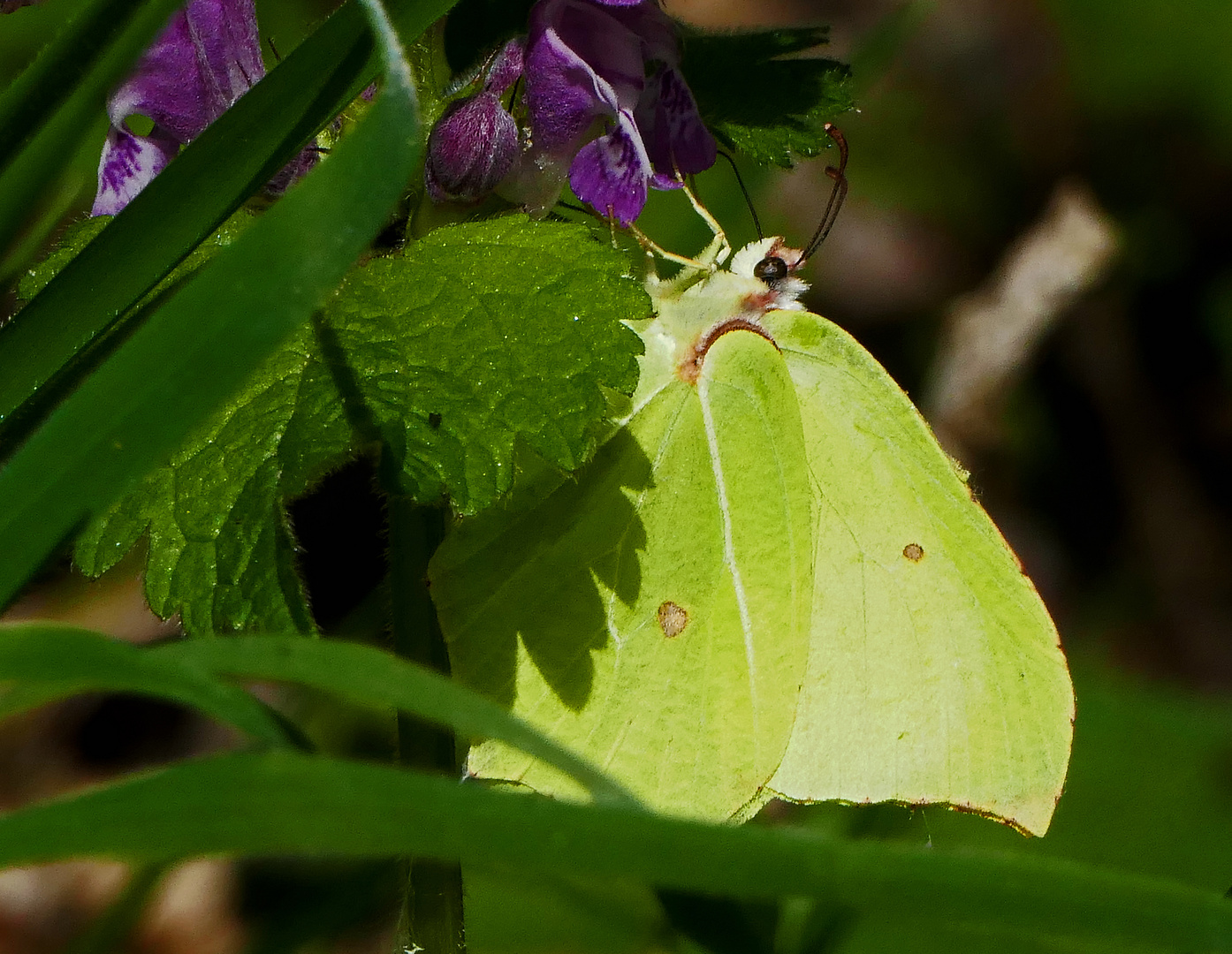 gelb trifft violet