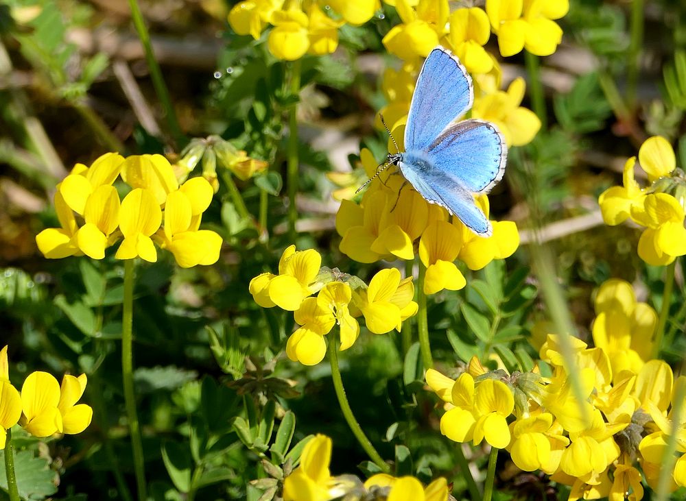 Gelb und Blau