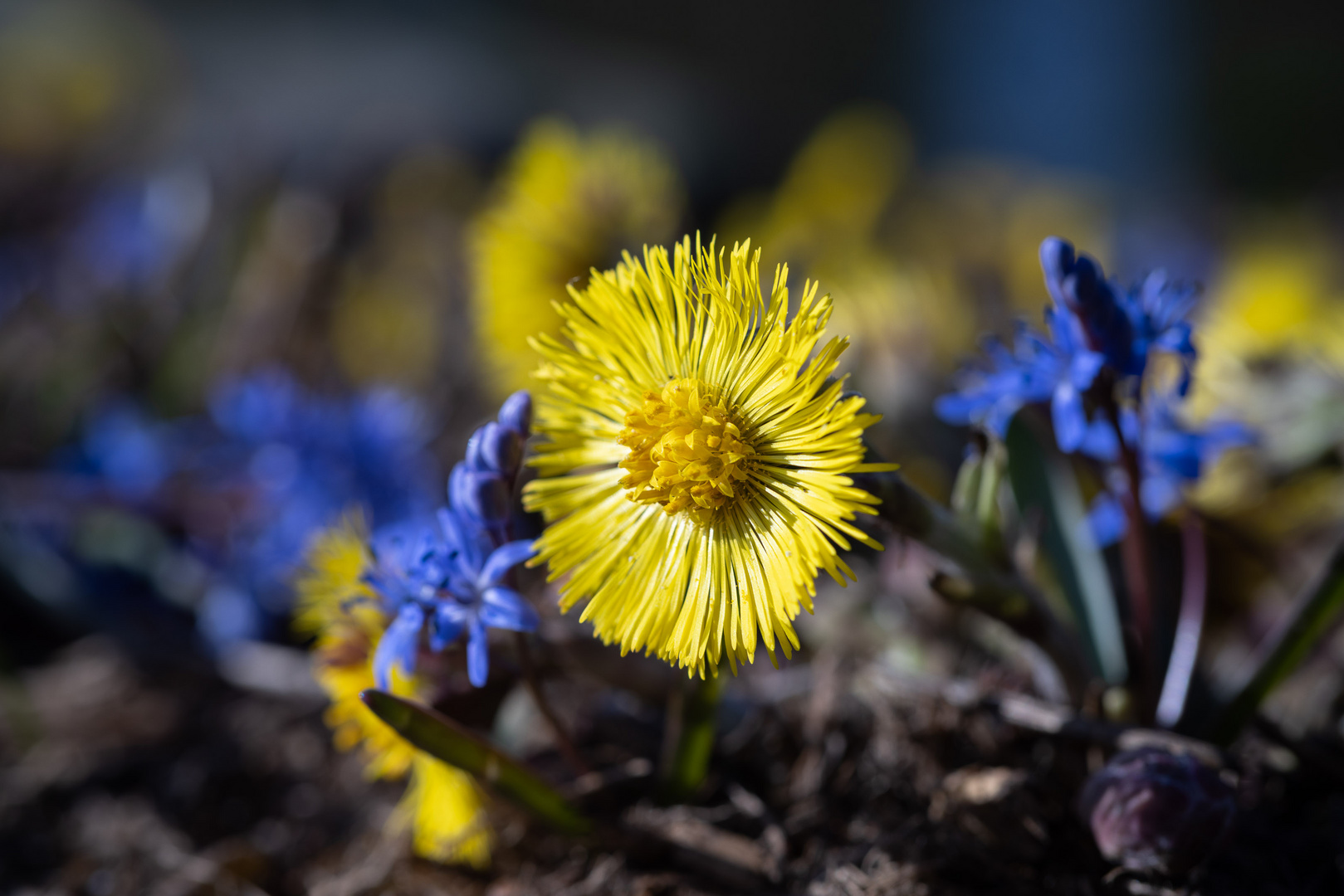 gelb und blau