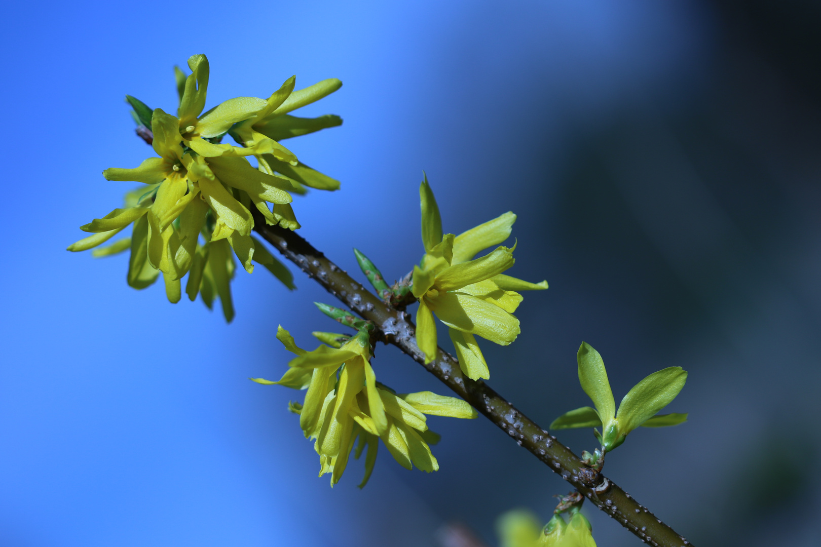 Gelb und Blau