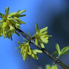 Gelb und Blau