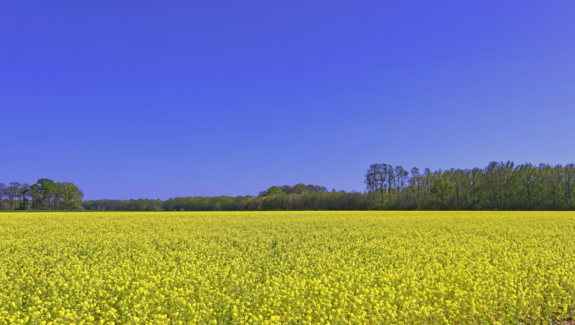 Gelb und blau