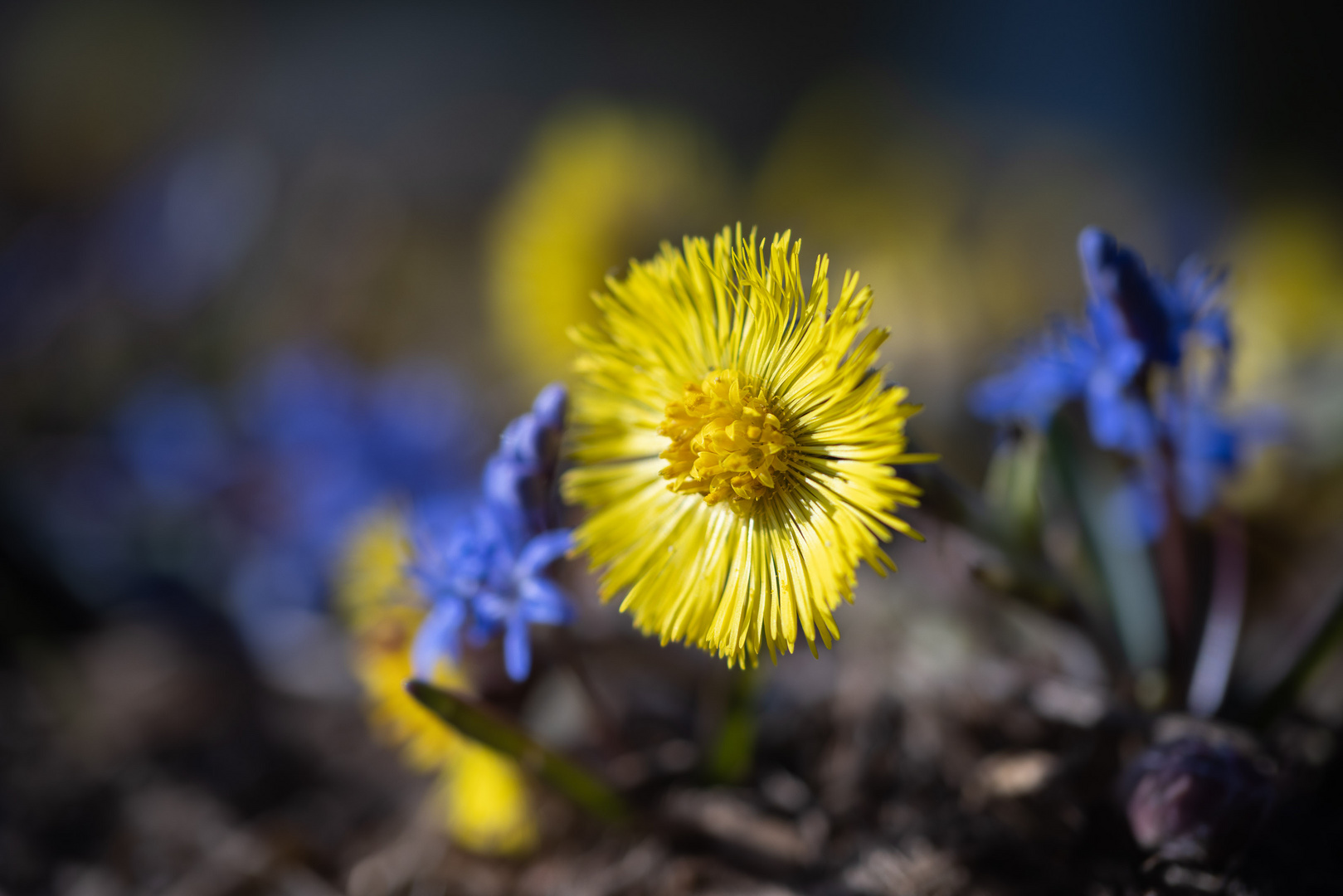 gelb und blau