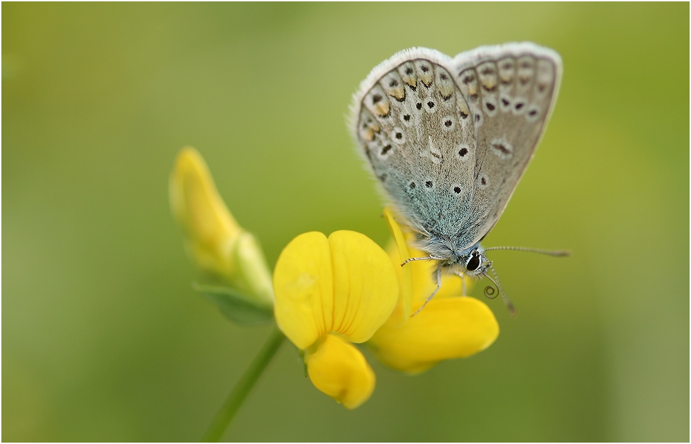 Gelb und Blau