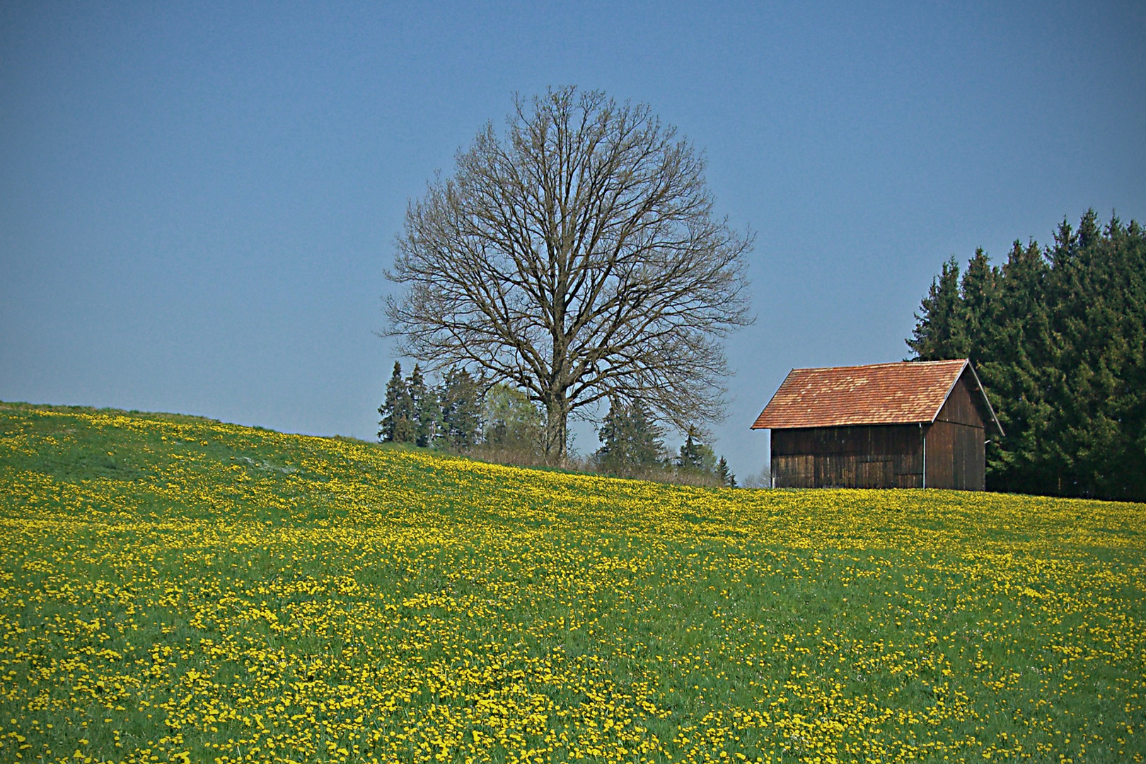 Gelb und Grün - die Farben der Almwiesen