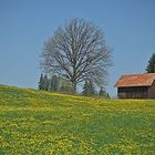 Gelb und Grün - die Farben der Almwiesen