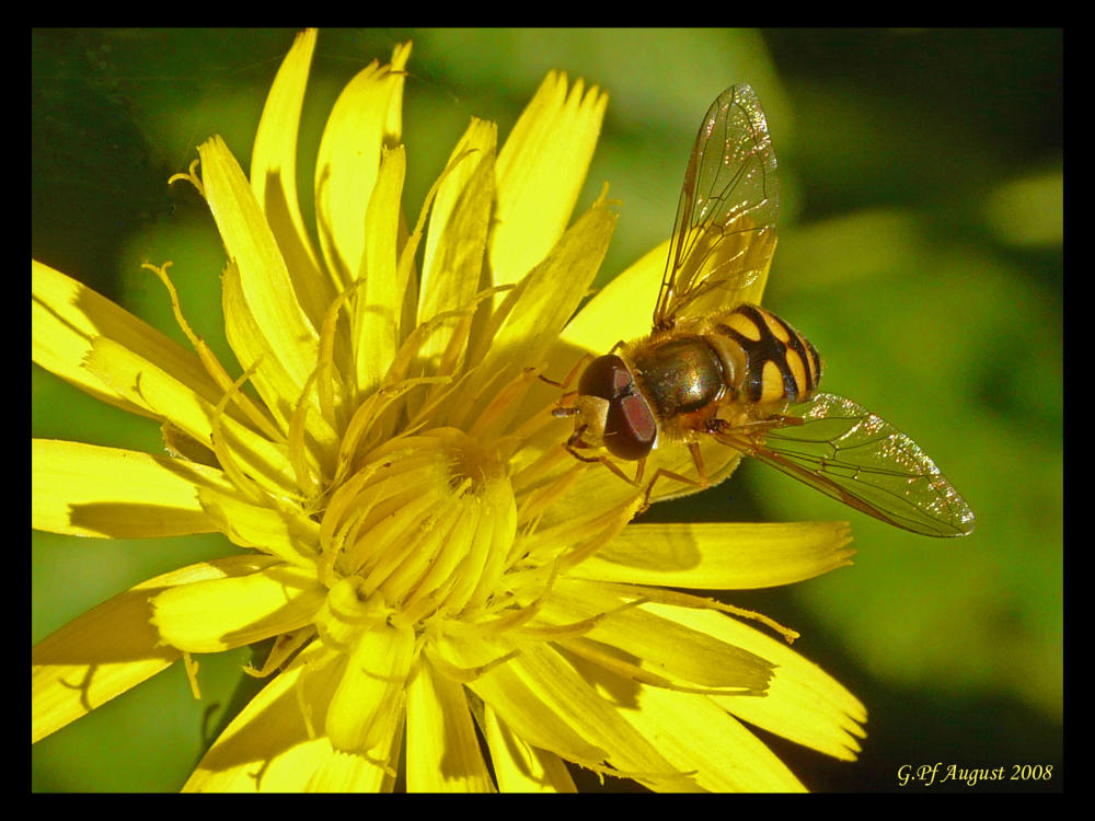 gelb und lecker