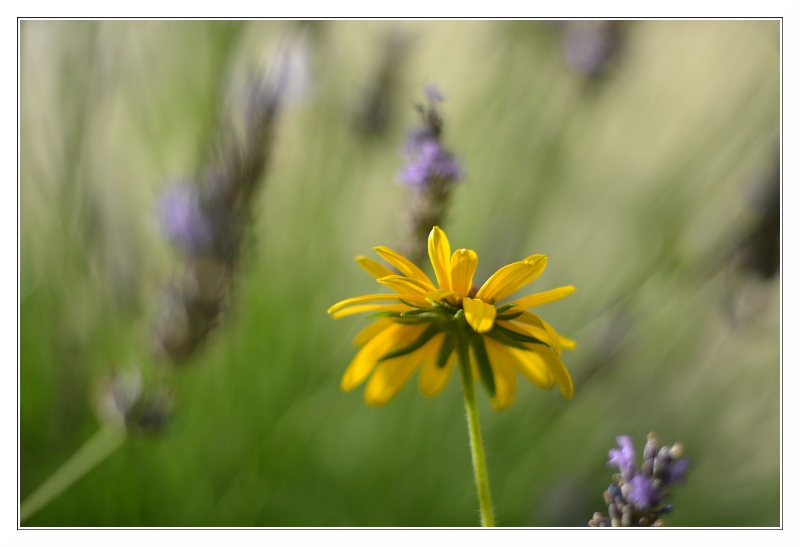 Gelb und Lila im Blumenbeet