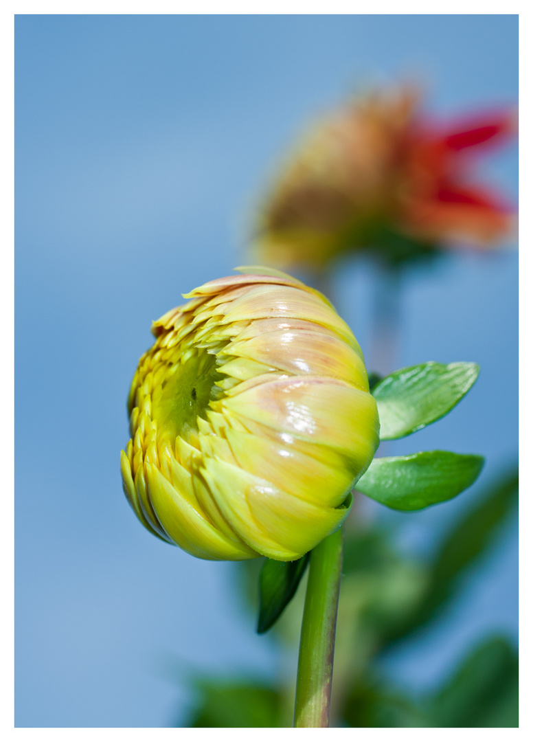 gelb und orange Dahlien