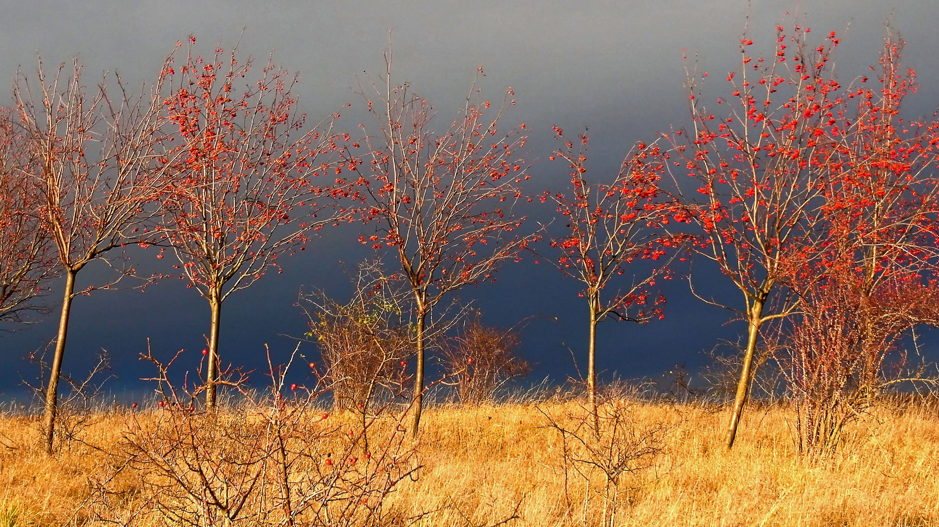 Gelb und Rot